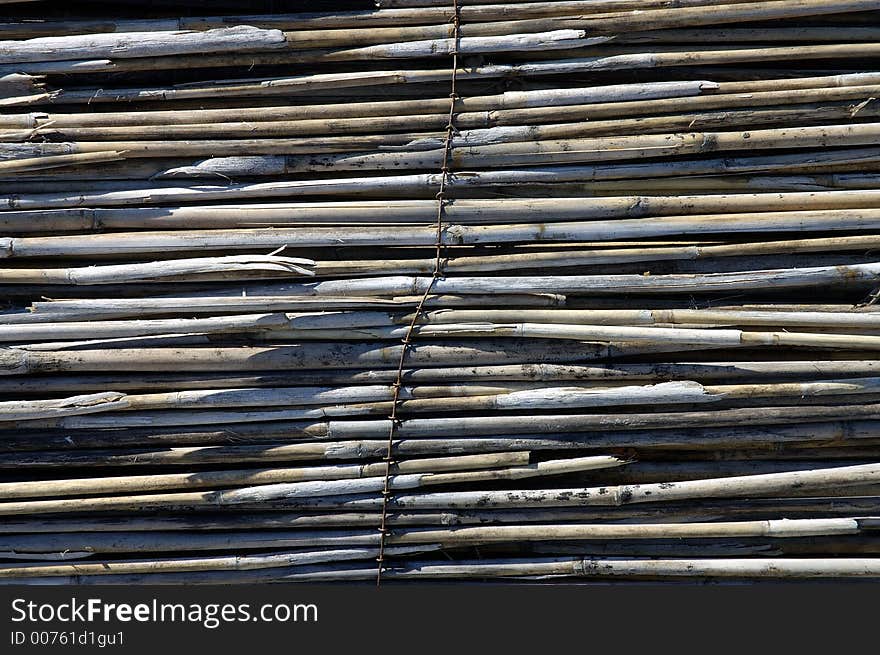 Cane at the sea. Cane at the sea