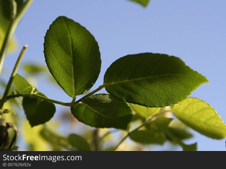 Fresh green leaves on the background of blue sky. Fresh green leaves on the background of blue sky