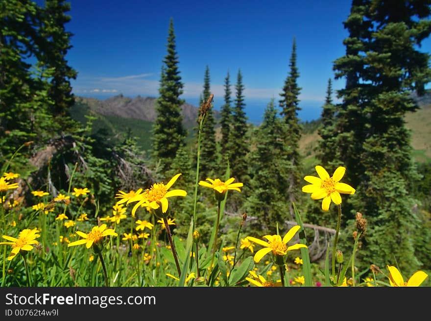 Yellow daises growing high in the mountains of Washington State. Yellow daises growing high in the mountains of Washington State