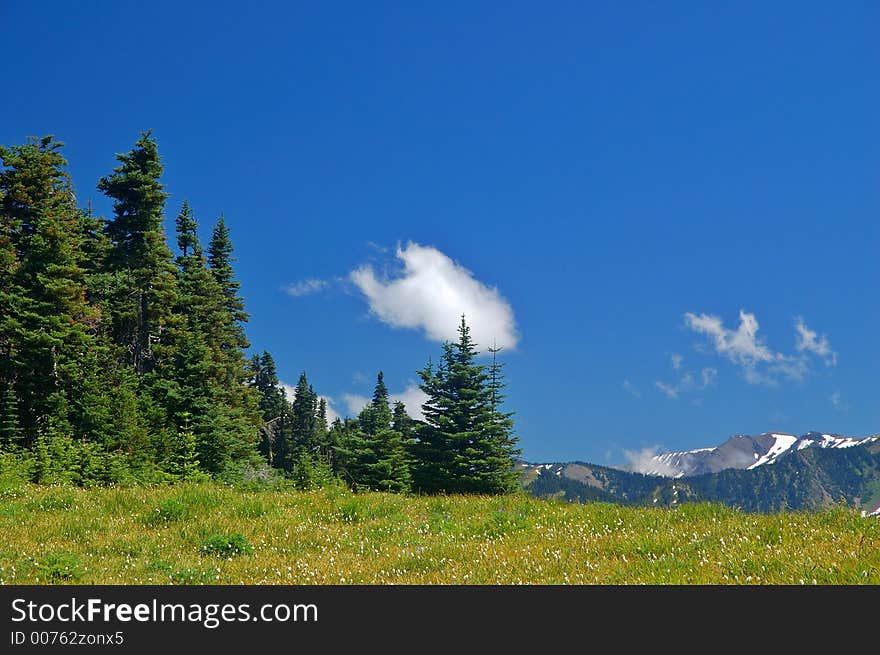 A meadow high in the mountains of Washington State. A meadow high in the mountains of Washington State