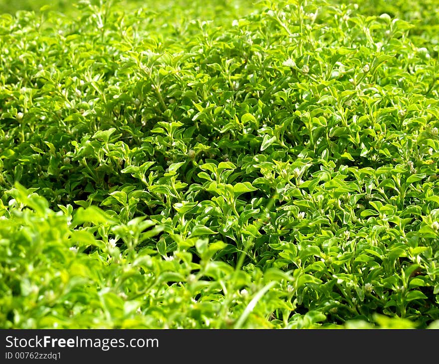 Field of grass. Field of grass