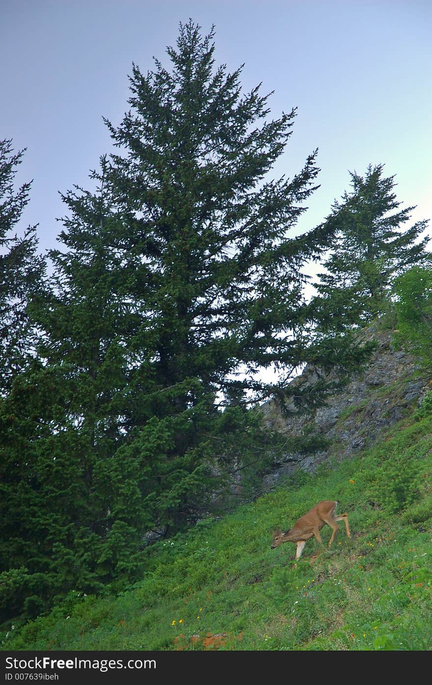 A deer running through a high mountain meadow in Washington State. A deer running through a high mountain meadow in Washington State