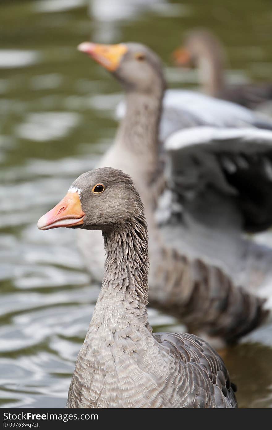 Geese on the waterfront