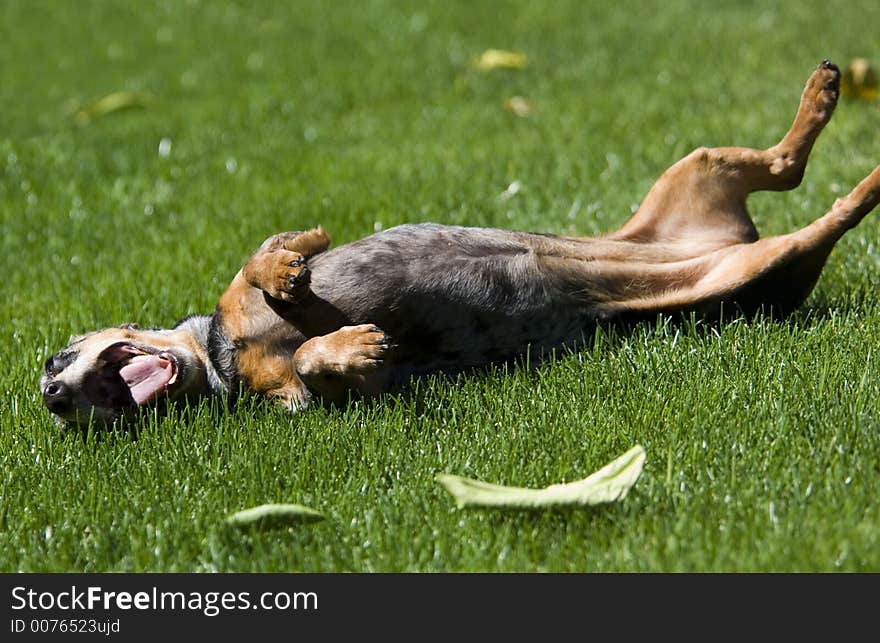 Happy Dog