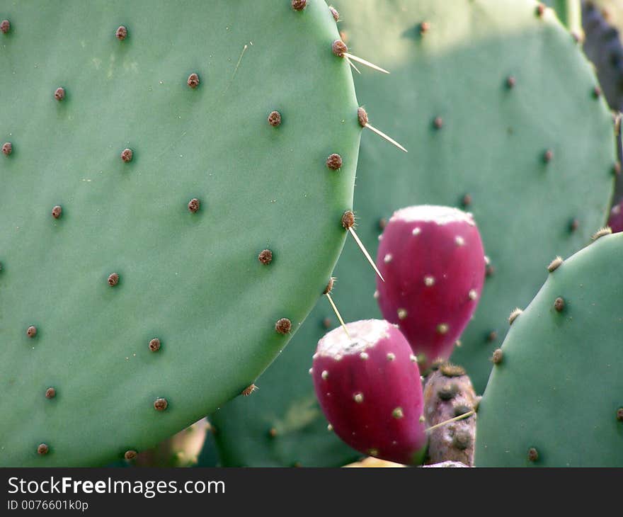 Cacti growing near the shoreline along the Gulf of Mexico.