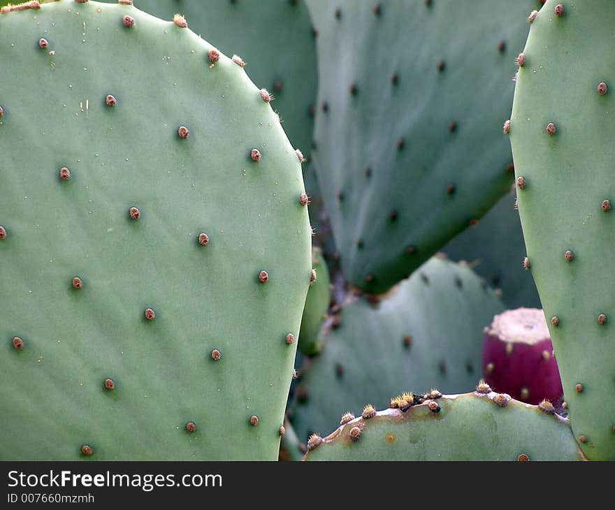 Cacti growing near the shoreline along the Gulf of Mexico.