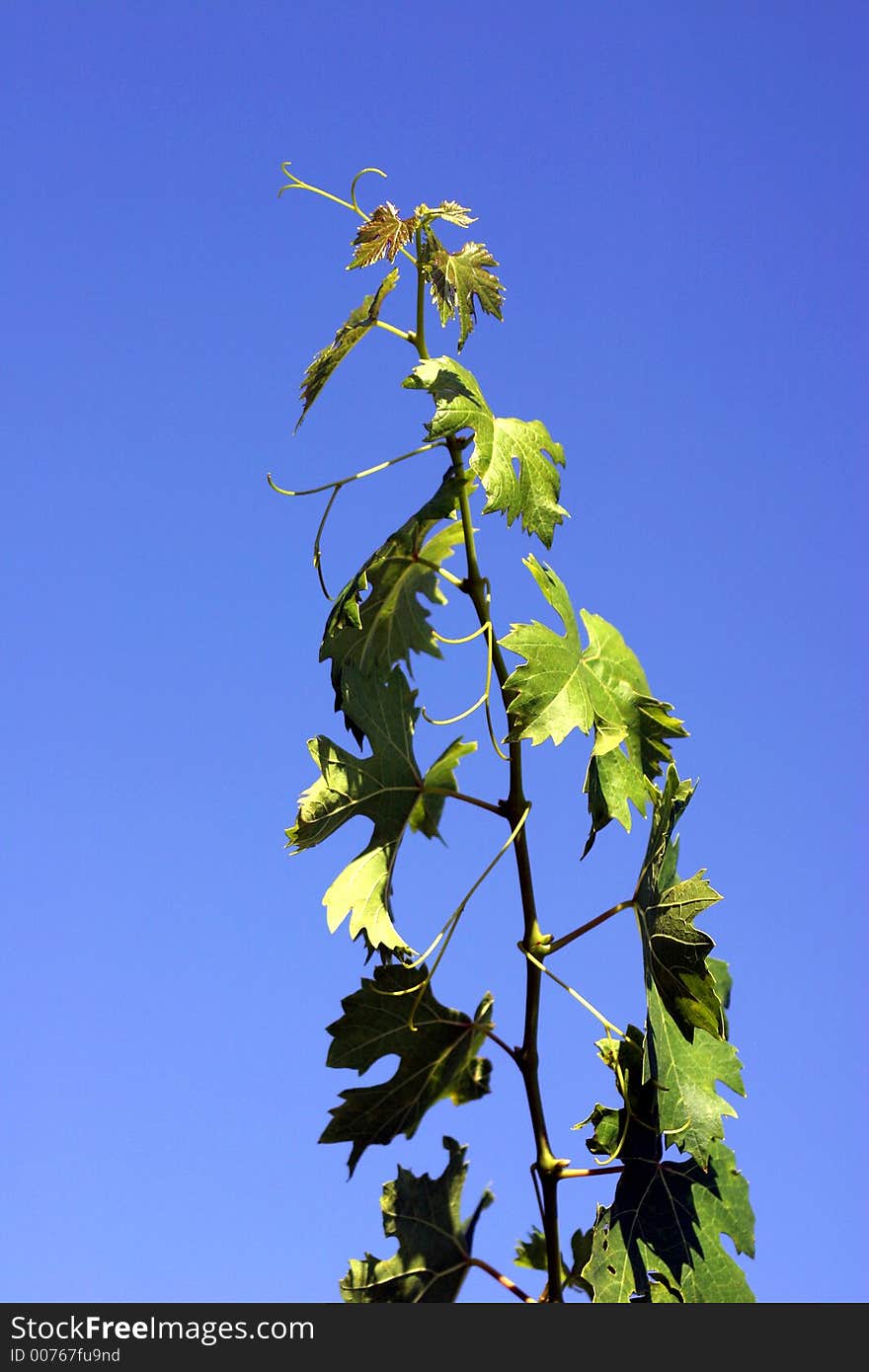 New branch on blue background