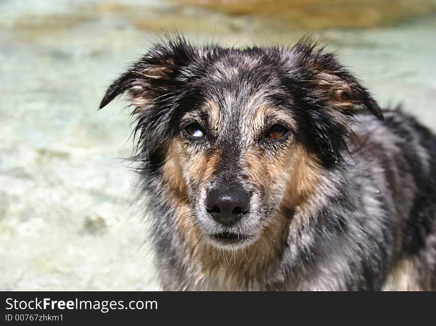 Shepherd playing in the cold creek. Shepherd playing in the cold creek