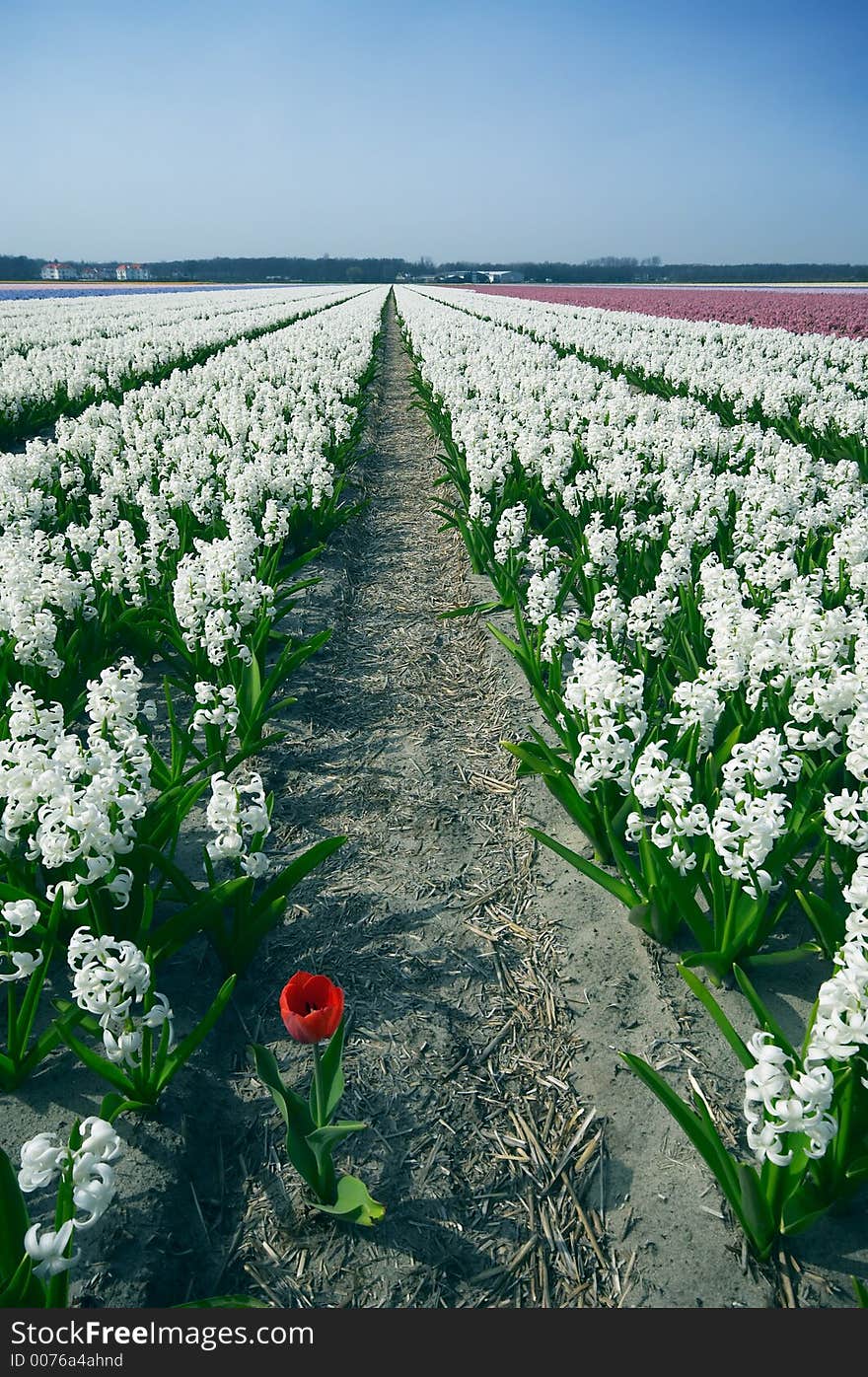 One red tulip in the middle of white flowers. One red tulip in the middle of white flowers