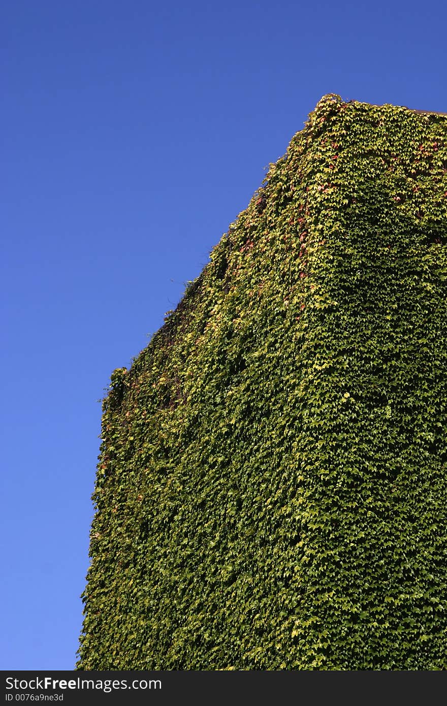 Ivy Wall