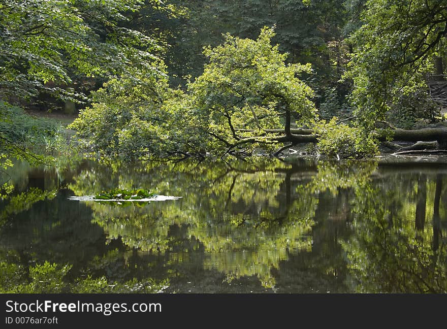 Forest Reflections