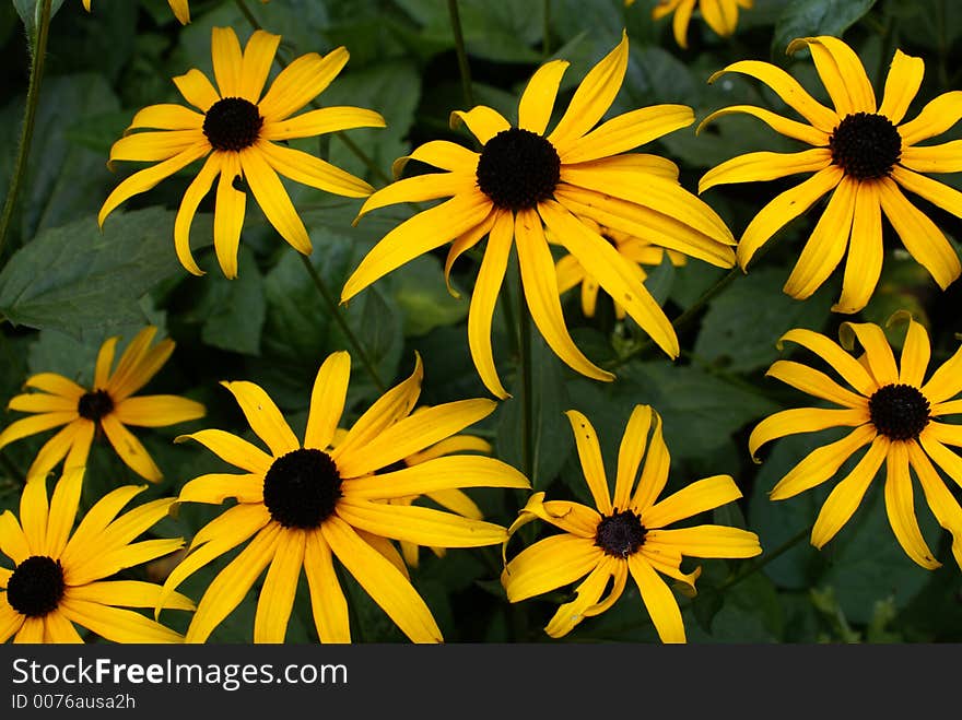 Summer flowers in the garden. Summer flowers in the garden