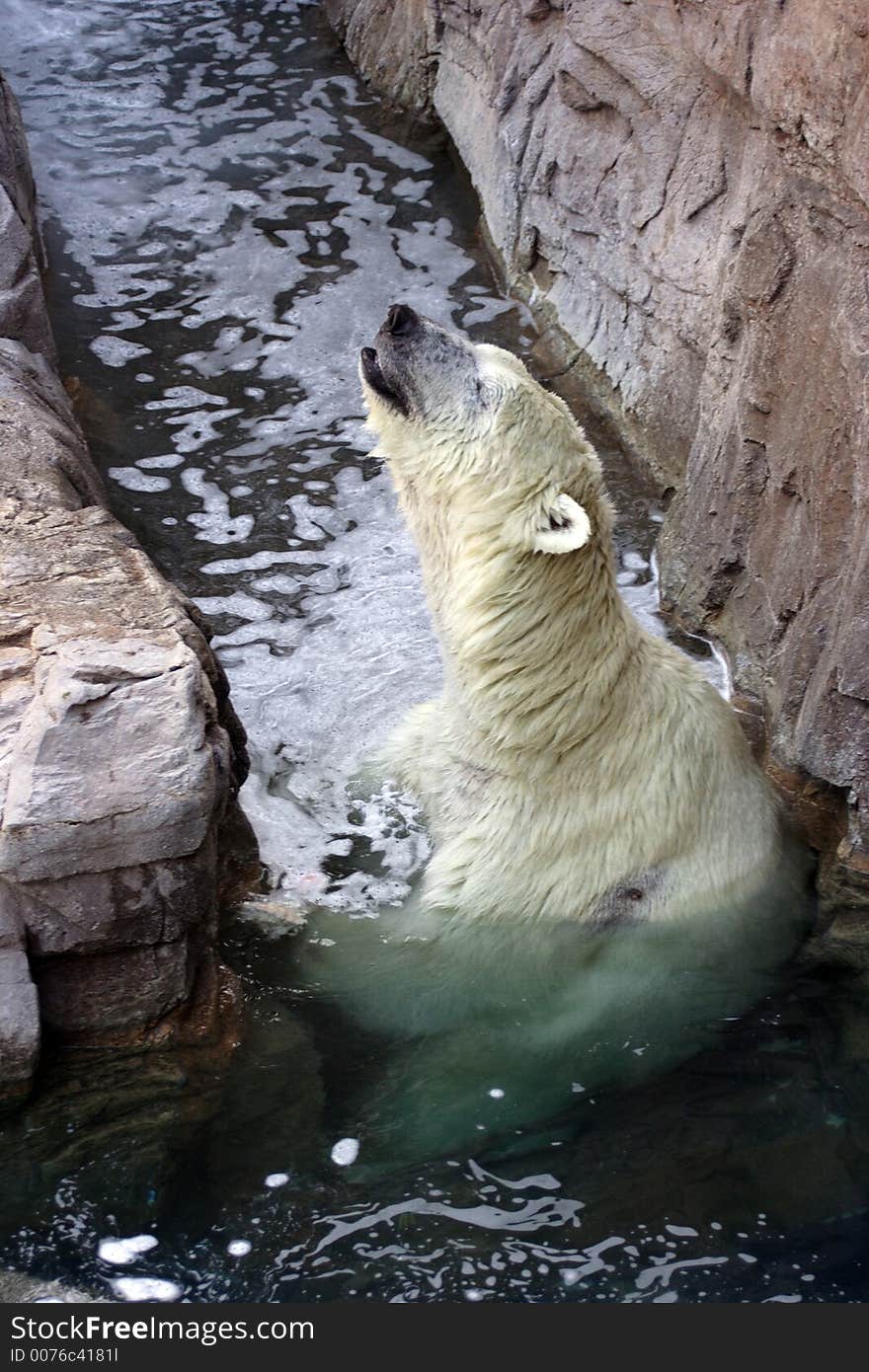 Polar Bear