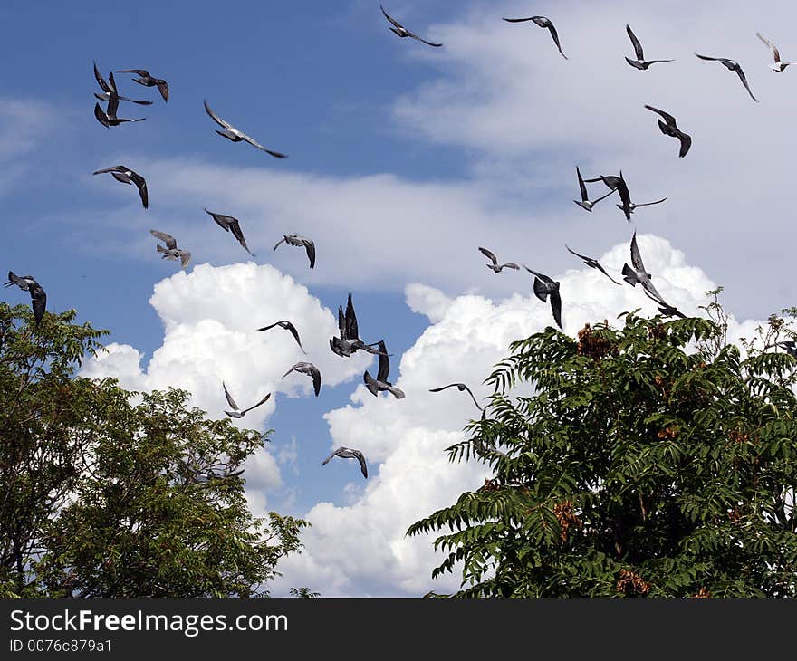 Birds In Flight