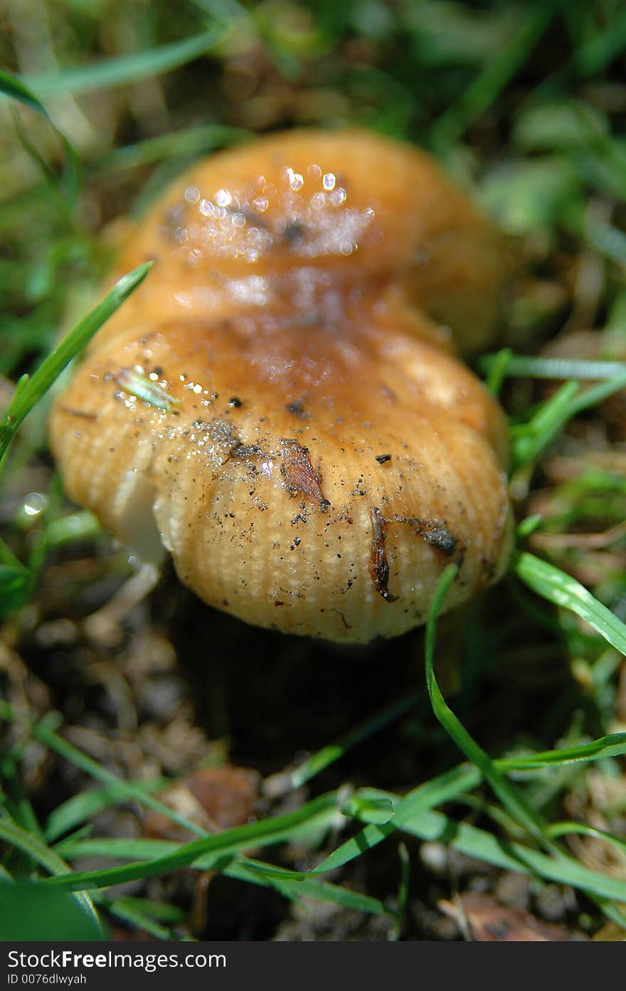 Mushroom 2