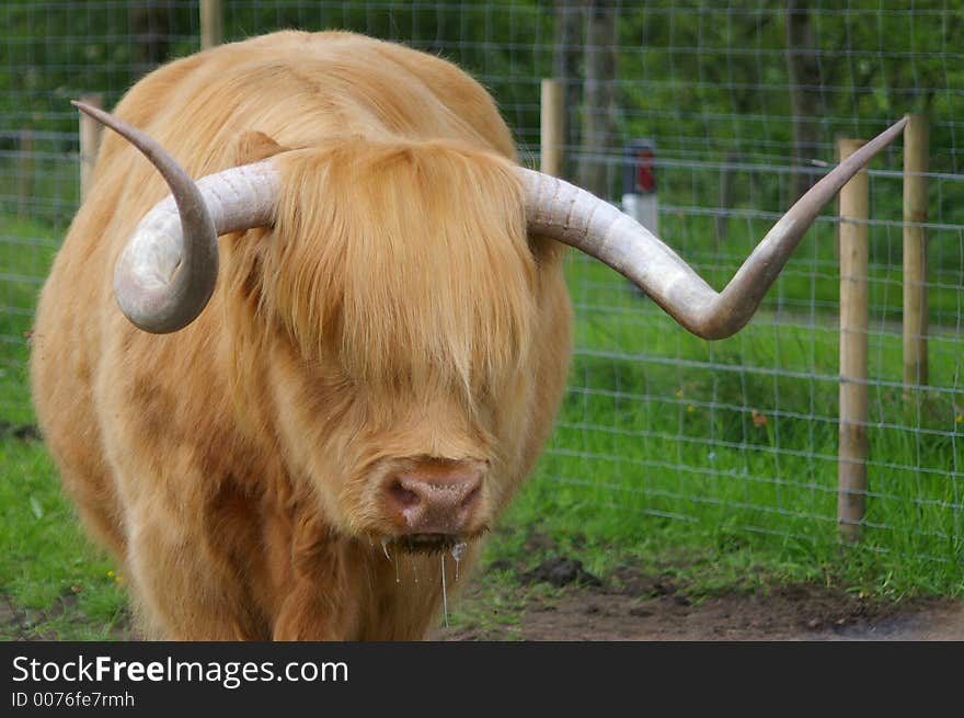 Highland cattle