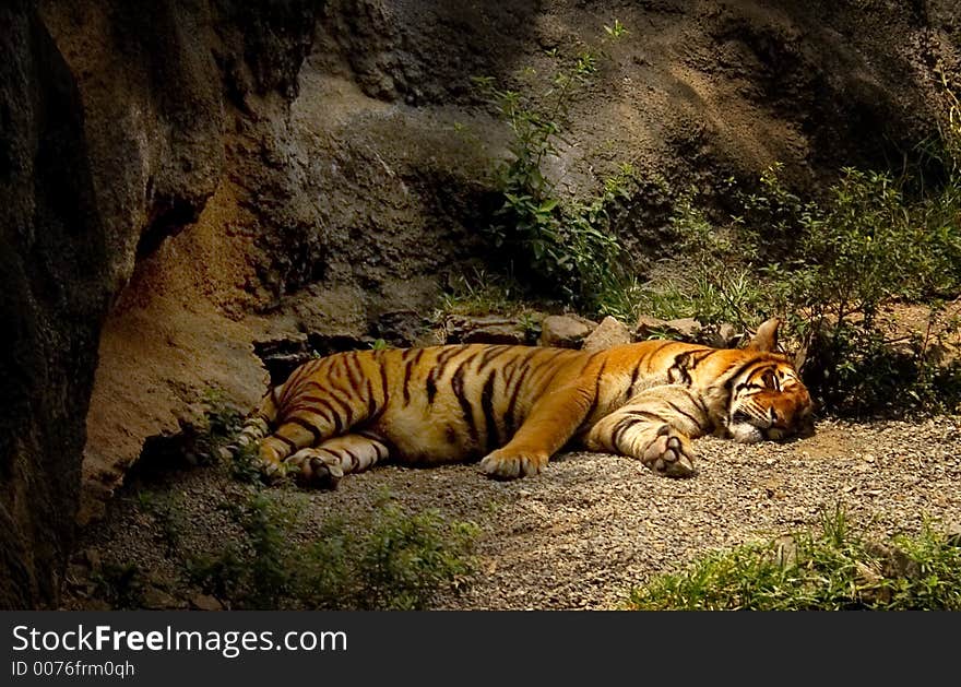 Sleeping Tiger