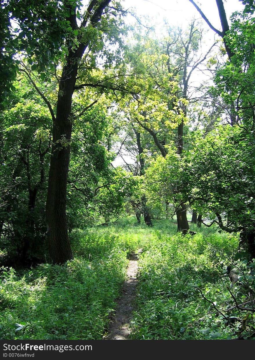 There is path in the forest. There is path in the forest