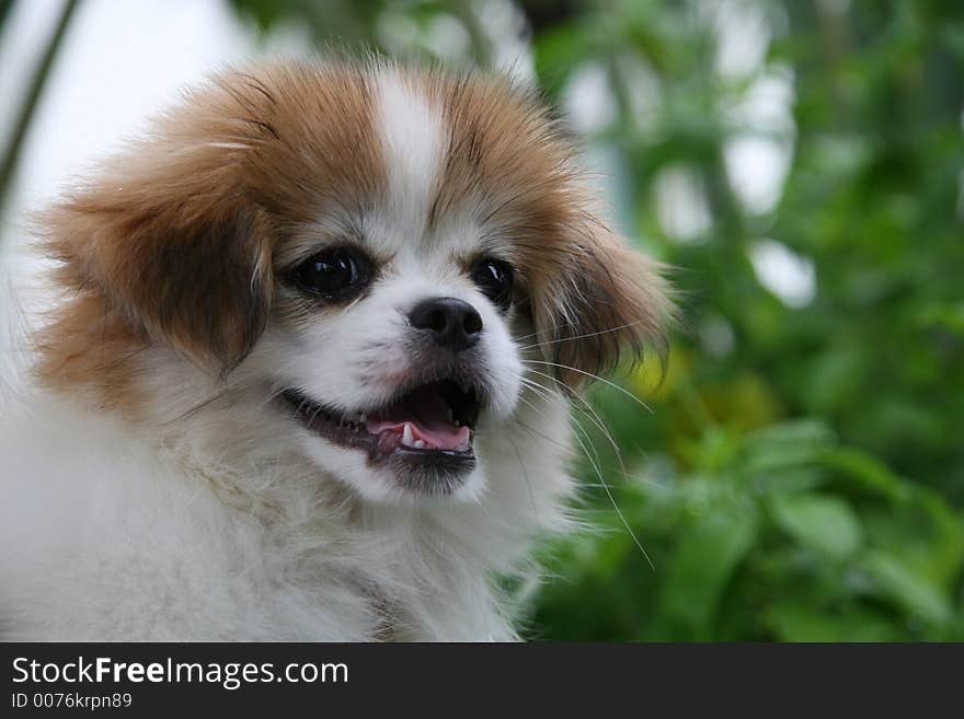 A shaggy ball