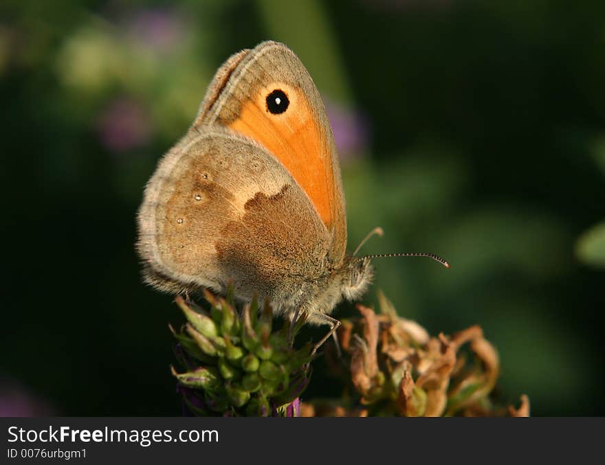 Close-up of butterfly on flower. Close-up of butterfly on flower