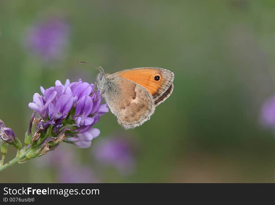 Butterfly on flower