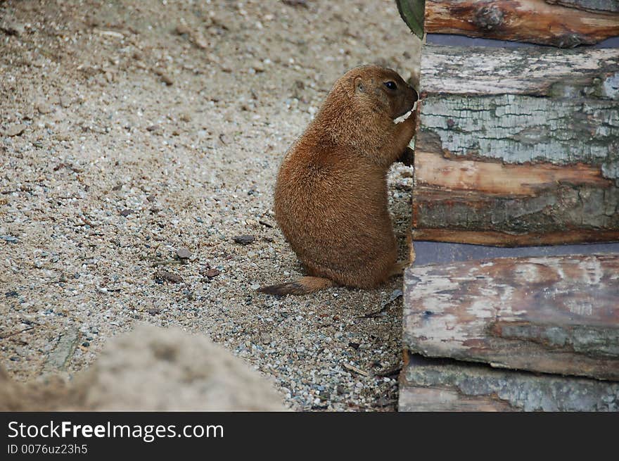 Hey, anybody there (Prairie dog)