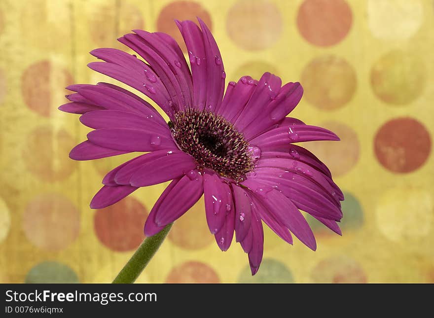 Photo of a Purple Flower With Dew Drops