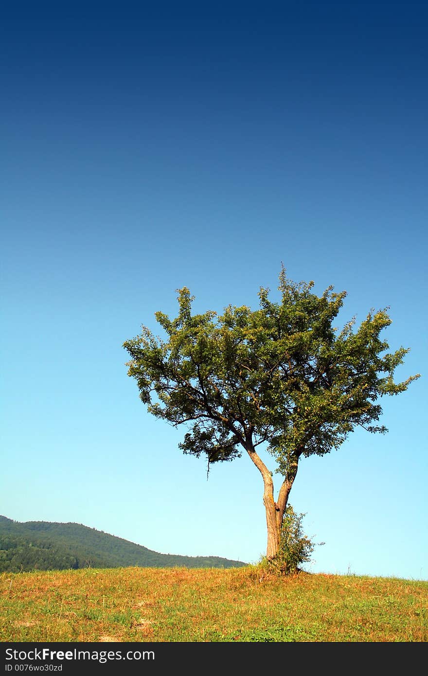 Landscape image at the mountain, with a dark blue sky and alone tree. Landscape image at the mountain, with a dark blue sky and alone tree