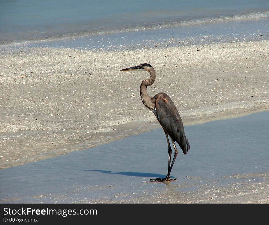 This great blue herons patrols along the beach looking for a meal. This great blue herons patrols along the beach looking for a meal.