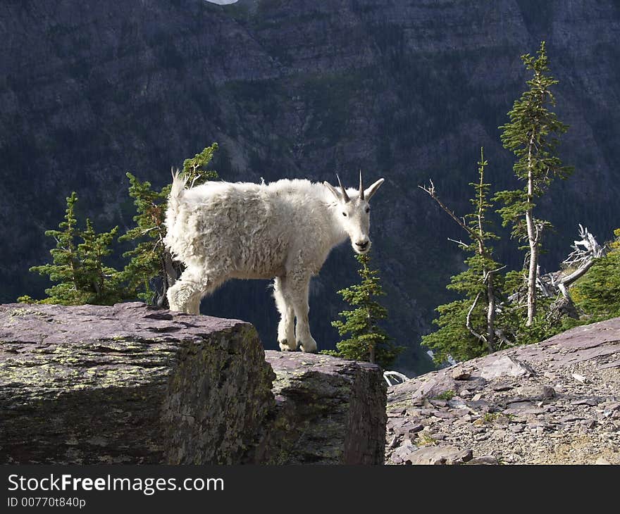 This image of the young mountain goat on the rock was taken while hiking on the Gunsight Pass trail in Glacier National Park. This image of the young mountain goat on the rock was taken while hiking on the Gunsight Pass trail in Glacier National Park.