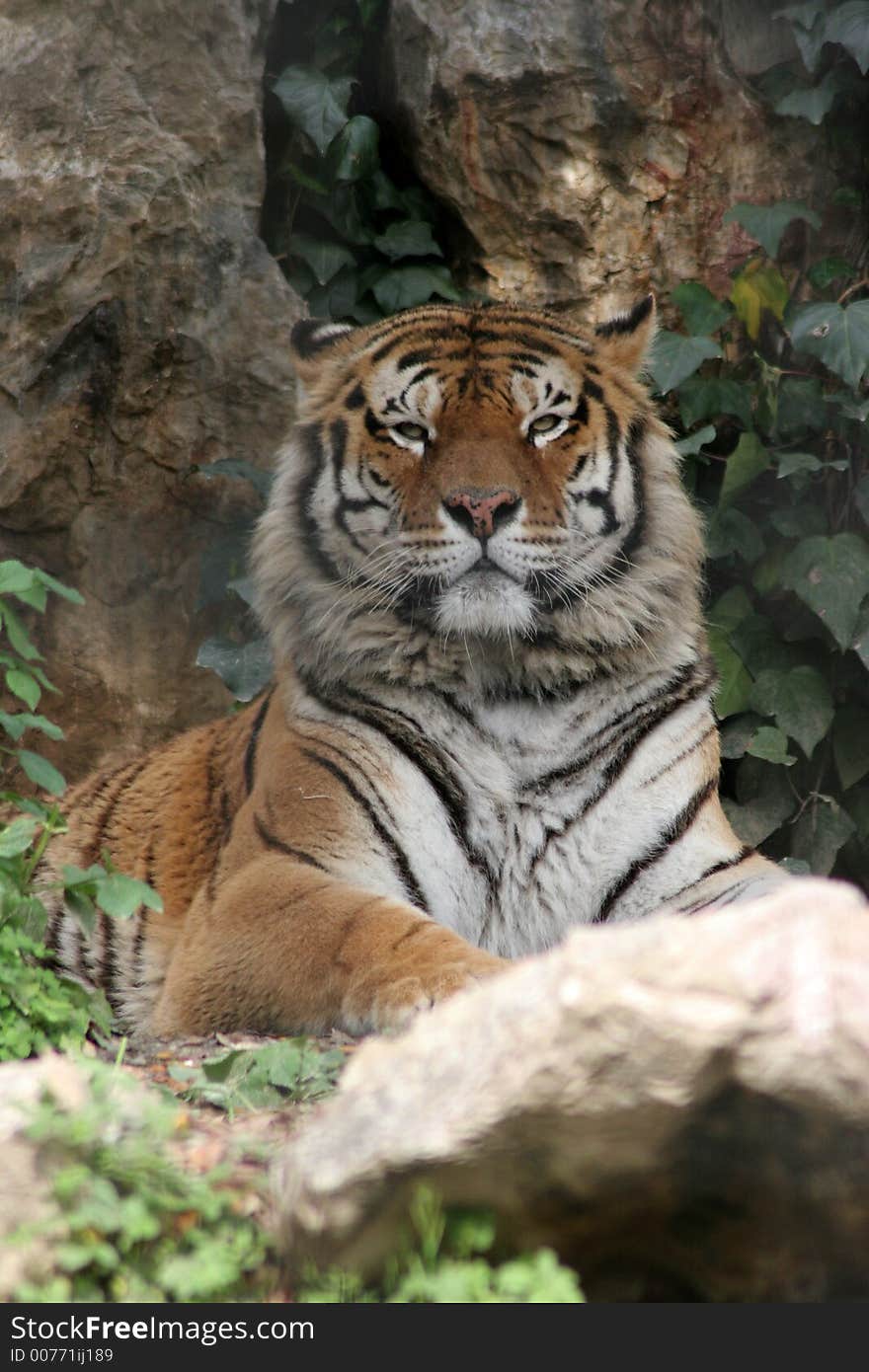 Siberian tiger