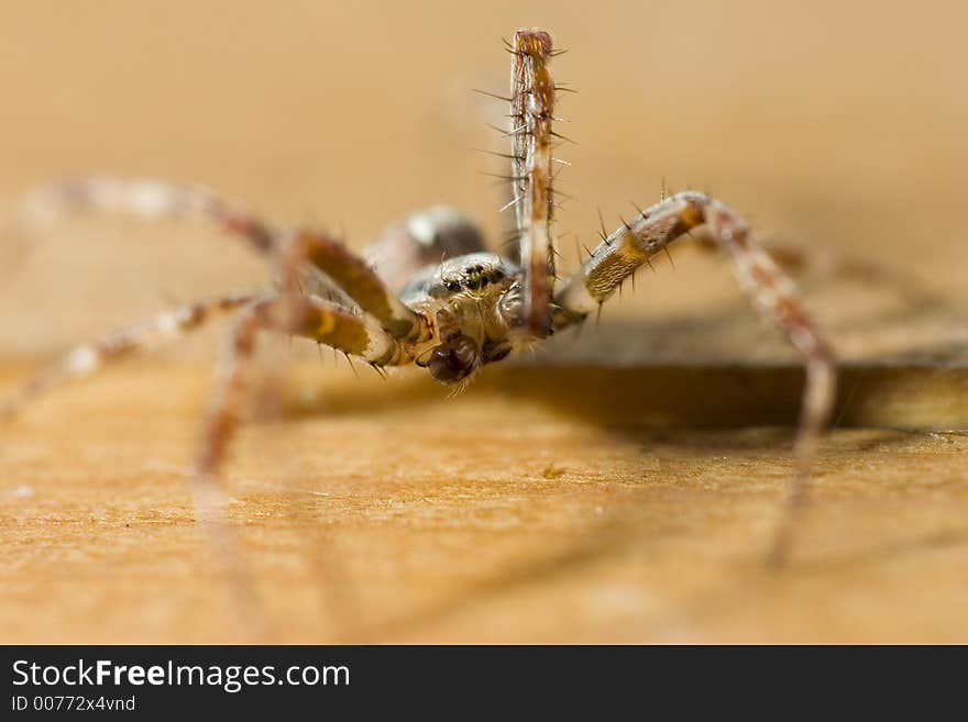 Home spider, house keeper