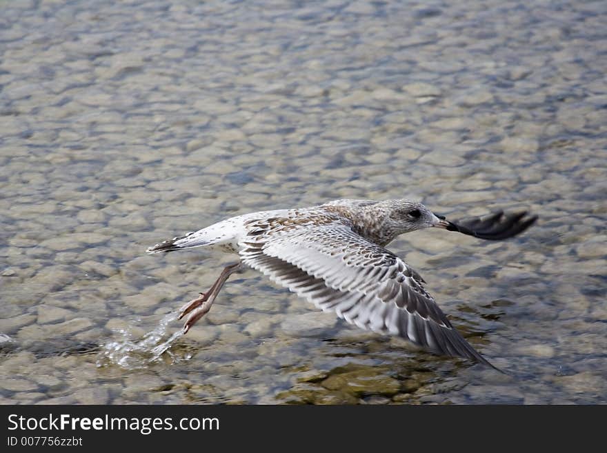 Seagull taking flight on lake huron in mackinaw city michigan during the summer