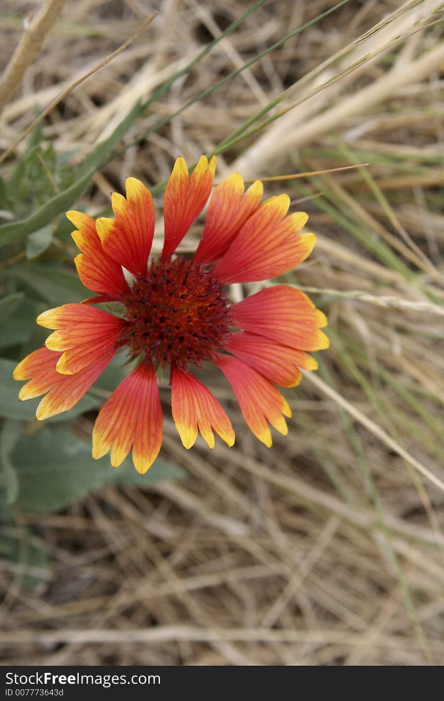 Colorful coloardo wild flower burnt orange red and yellow