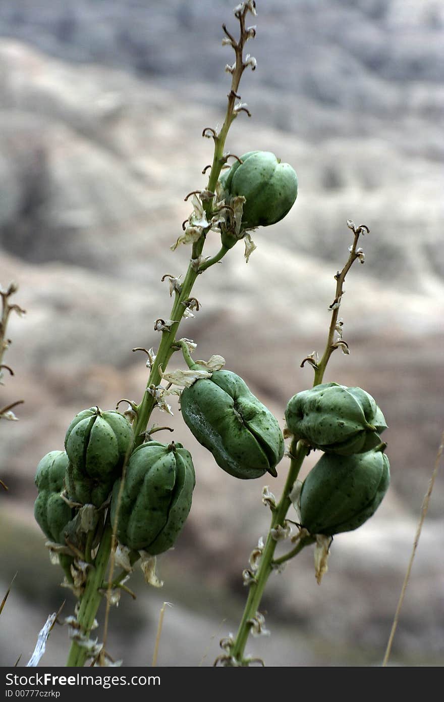 Flower Pods Badlands