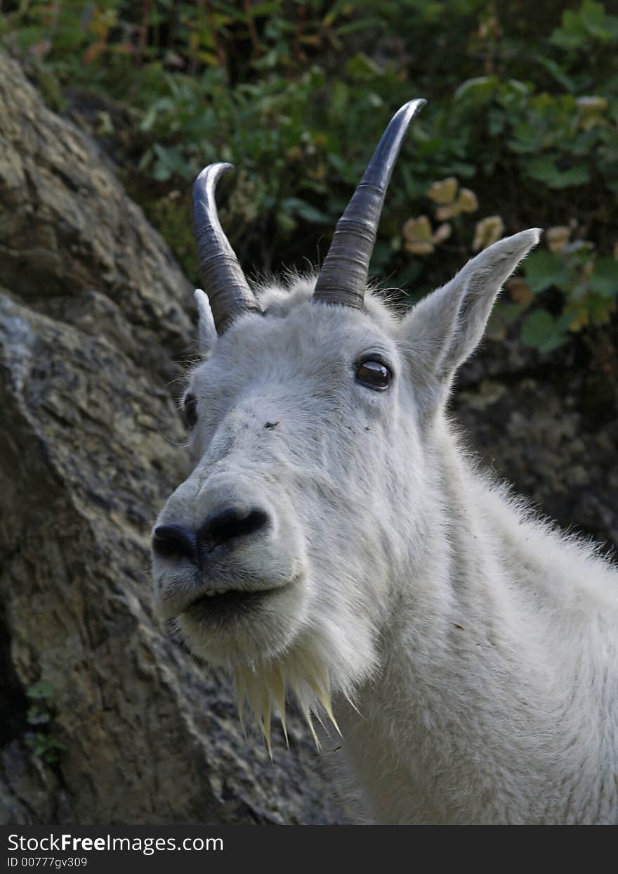 This image of the mountain goat up close and personal was taken from a trail in western MT. This image of the mountain goat up close and personal was taken from a trail in western MT.