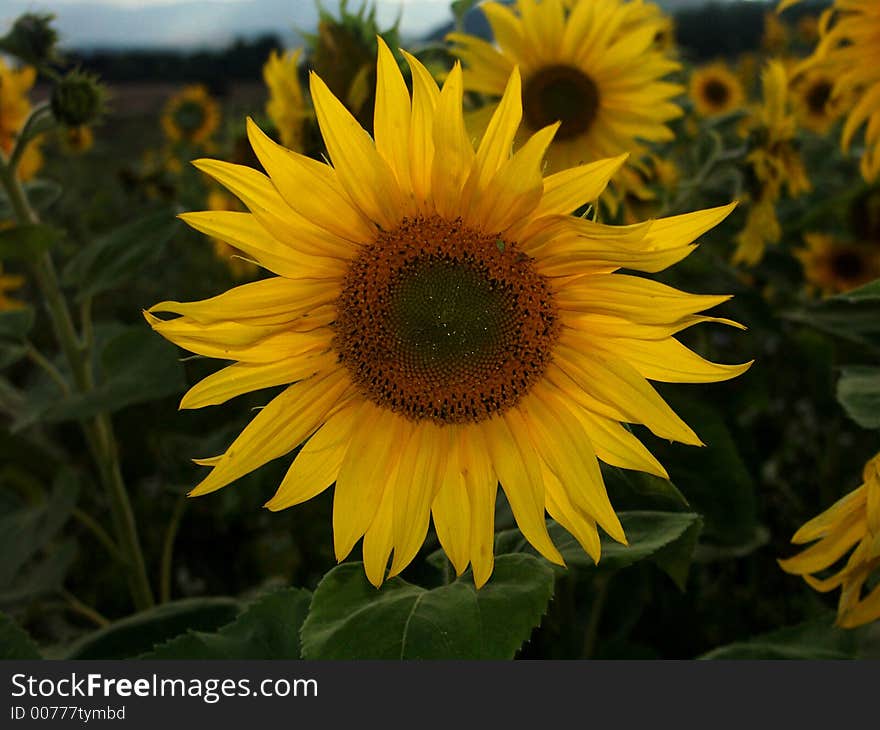 Juvenile  yellow sunflowers on the field