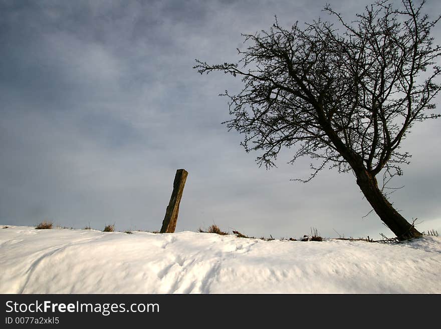 Tree in a snowy landscape   in  winter. Tree in a snowy landscape   in  winter