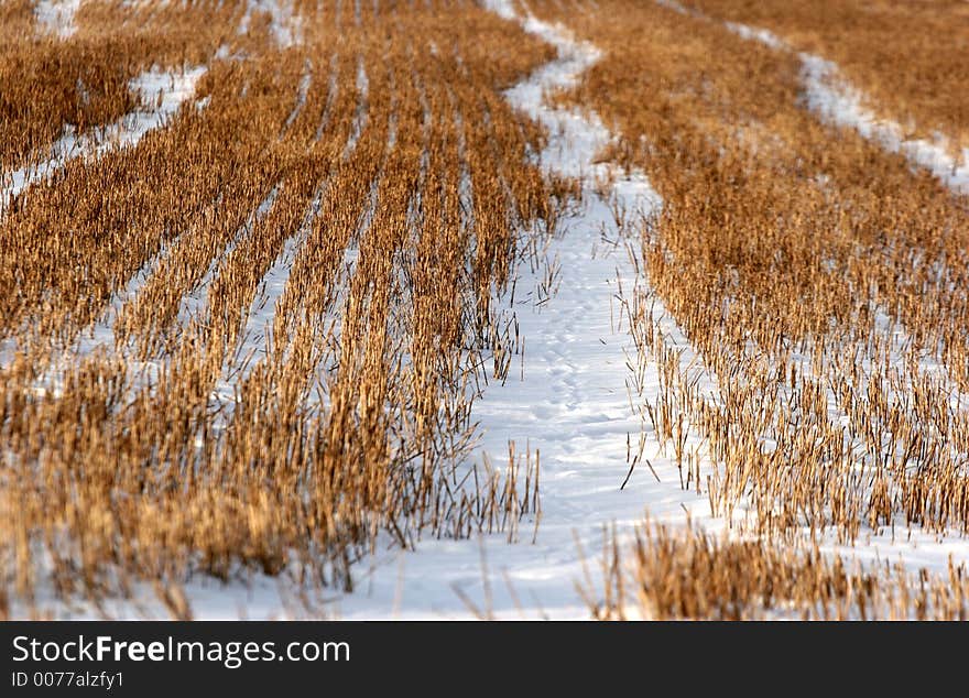 Snowy winter