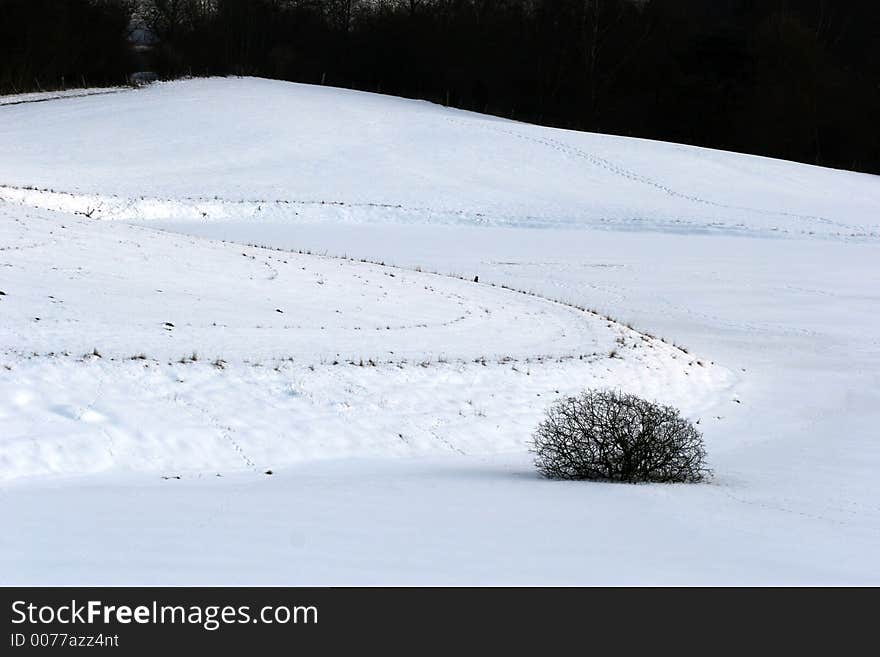 Tree in a snowy landscape in winter. Tree in a snowy landscape in winter