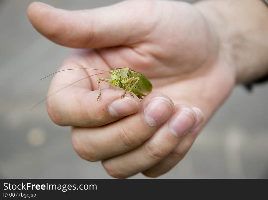 Grasshopper in workers  hand