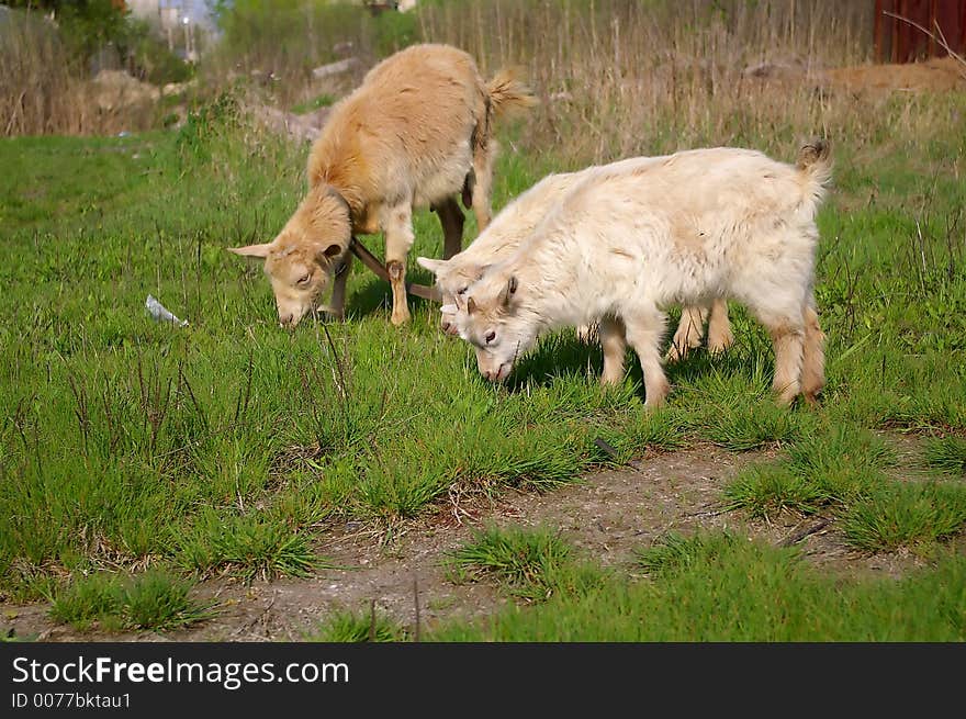 Three goats eating green grass