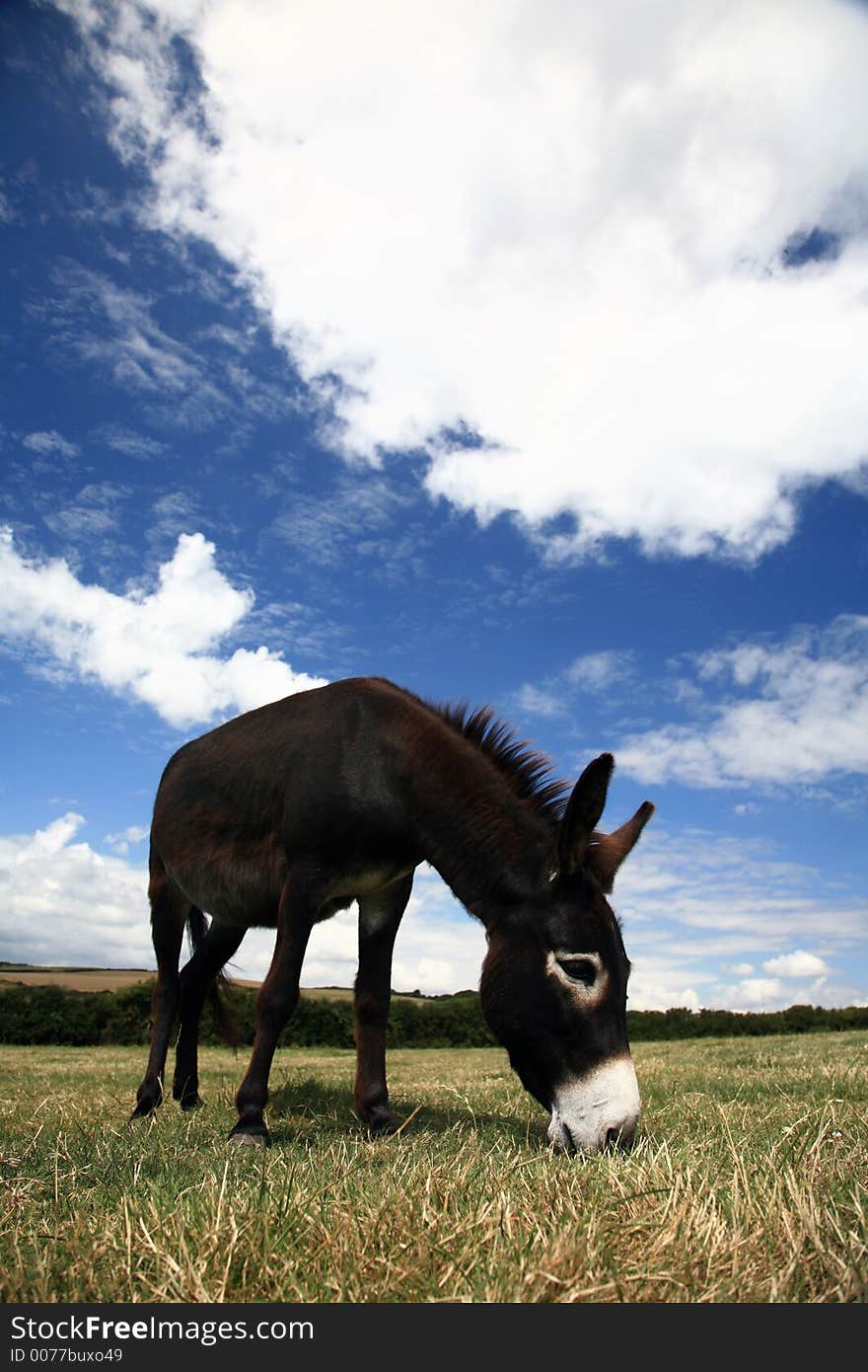 Farmland and Grazing Donkey - Overcast Blue Sky. Farmland and Grazing Donkey - Overcast Blue Sky