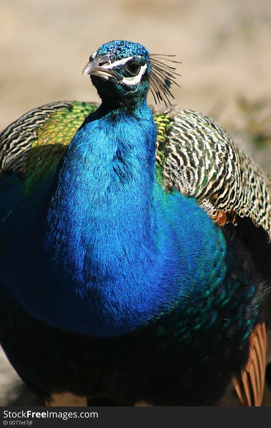 Peacocok, bird, blue, bright, color, colour, head, beak, eye, portrait, beautiful,. Peacocok, bird, blue, bright, color, colour, head, beak, eye, portrait, beautiful,