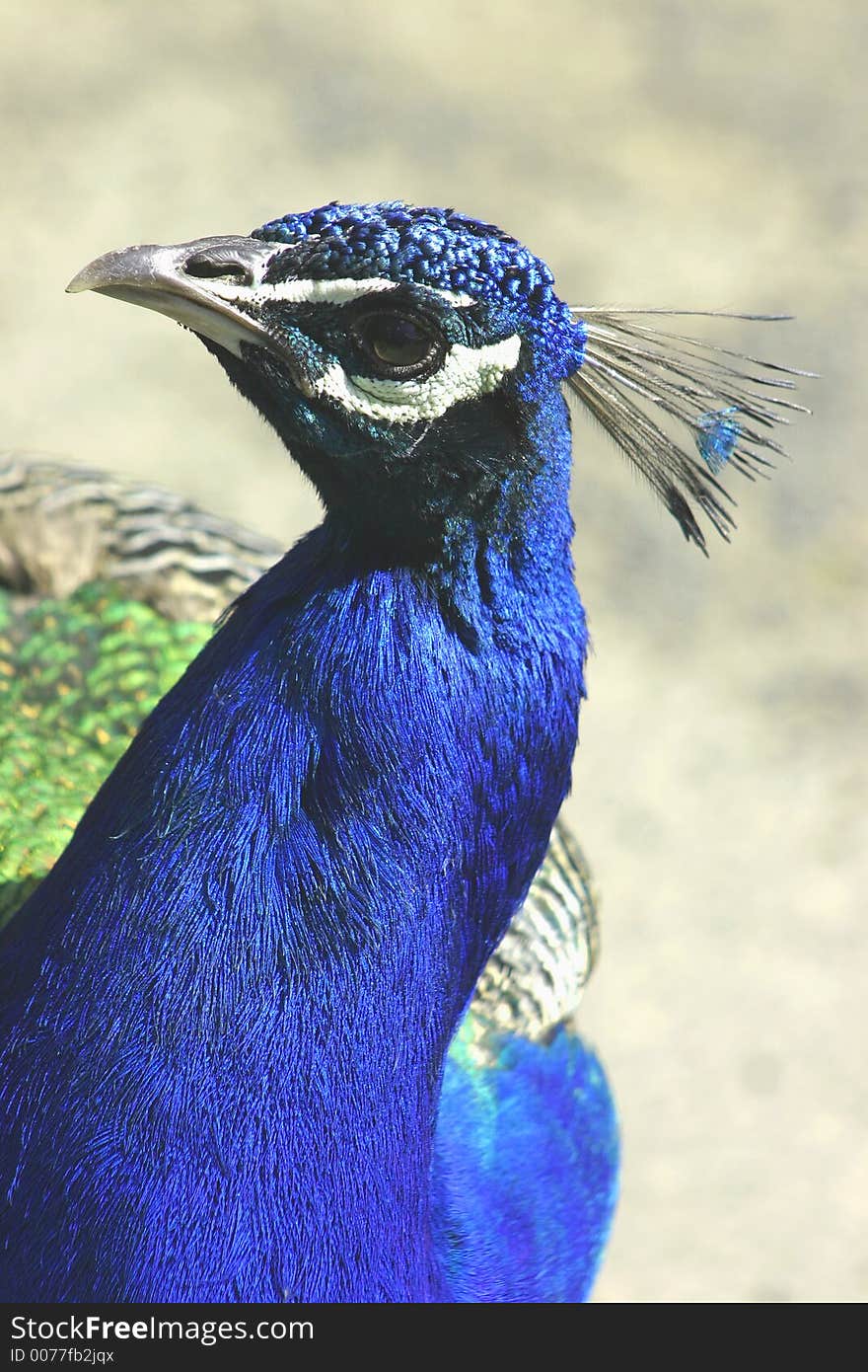 Peacock side view