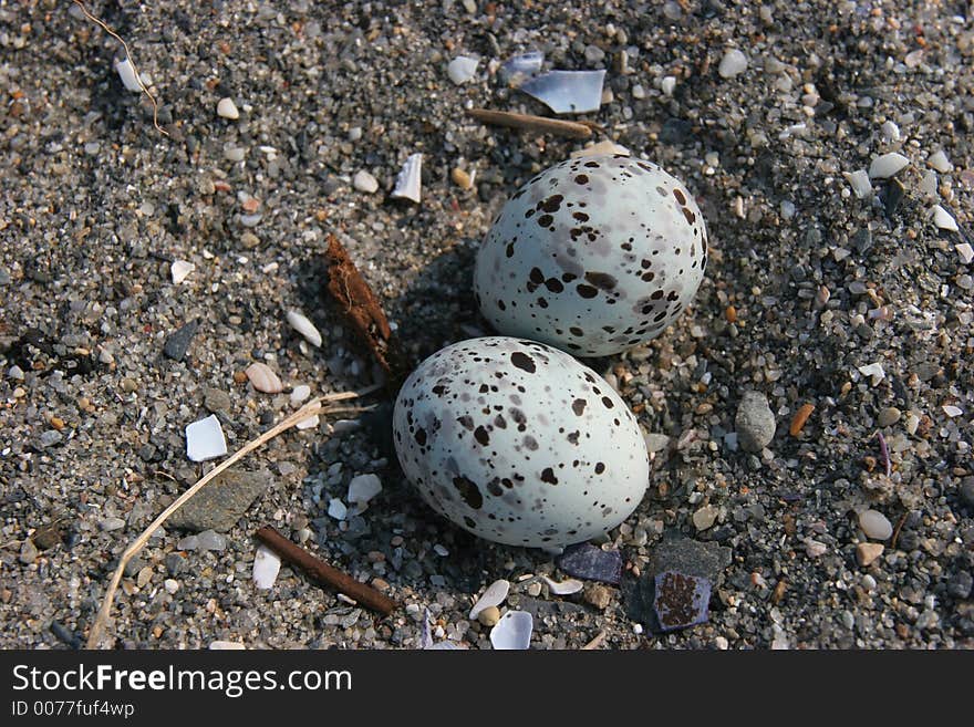 Endangered Least Tern eggs camoflauged in the nest on a sandy beach. Endangered Least Tern eggs camoflauged in the nest on a sandy beach.