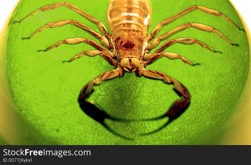 A poisonous ugly scorpion trapped in a green dome. A poisonous ugly scorpion trapped in a green dome.