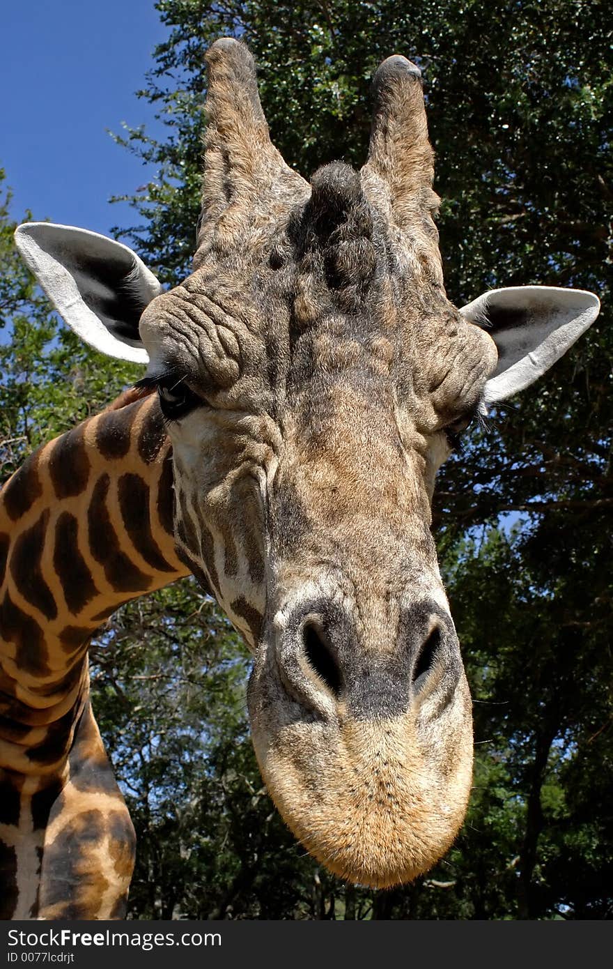 Close up of male Giraffe, full face neck and part body showing. Close up of male Giraffe, full face neck and part body showing