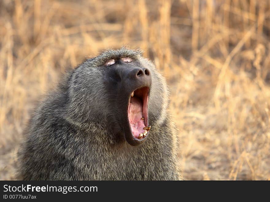 A Savanna Baboon Yawning showing teeth