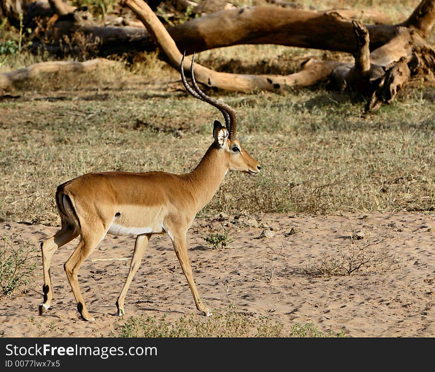 Impala